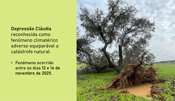 Depressão Cláudia reconhecida como fenómeno climatérico adverso